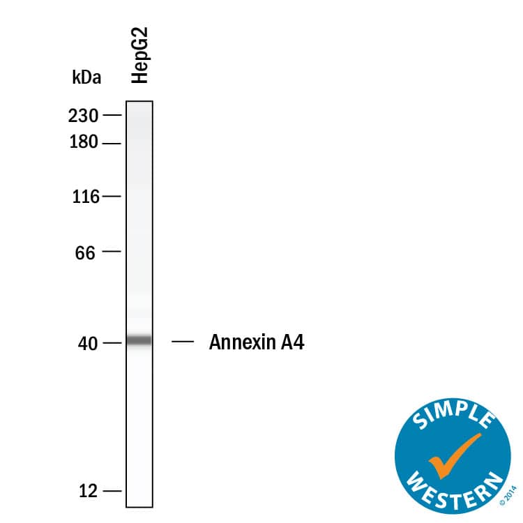 Simple Western shows lysates of HepG2 human hepatocellular carcinoma cell line, loaded at 0.5 mg/ml. A specific band was detected for Annexin A4 at approximately 41 kDa (as indicated) using 20 µg/mL of Mouse Anti-Human Annexin A4 Monoclonal Antibody (Catalog # MAB4146). This experiment was conducted under reducing conditions and using the 12-230kDa separation system.