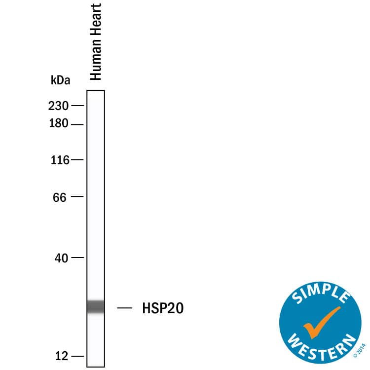 Simple Western HSP20/HSPB6 Antibody (494310) [Unconjugated]