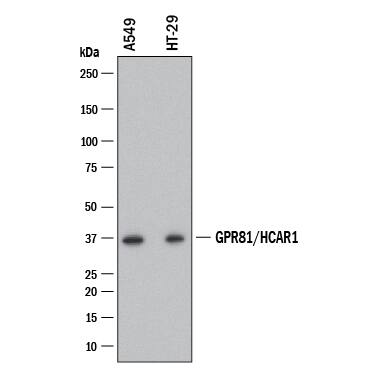 Western blot shows lysates of A549 human lung carcinoma cell line and HT-29 human colon adenocarcinoma cell line. PVDF membrane was probed with 0.5 µg/mL of Rat Anti-Mouse EphB3 Monoclonal Antibody (Catalog # MAB432) followed by HRP-conjugated Anti-Mouse IgG Secondary Antibody (Catalog # HAF018). A specific band was detected for EphB3 at approximately 37 kDa (as indicated). This experiment was conducted under reducing conditions and using Western Blot Buffer Group 1.
