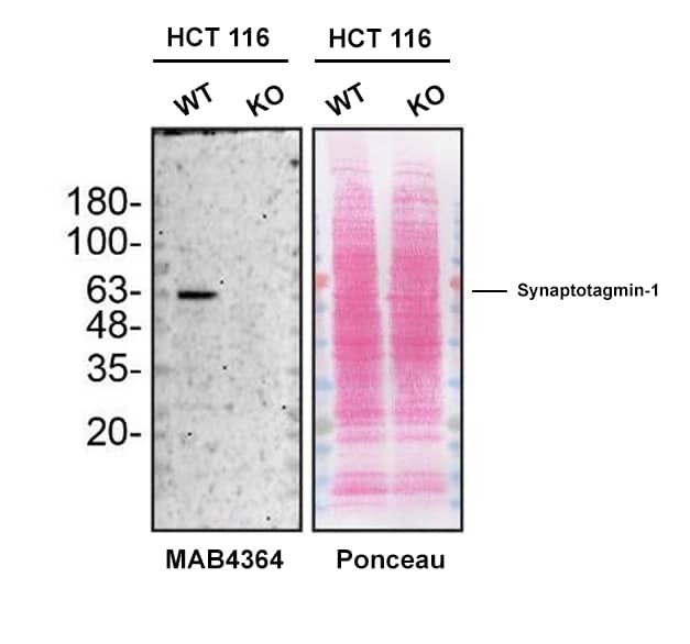 Western blot shows lysates of HCT 116 human colorectal carcinoma cell line and Synaptotagmin-1 knockout HCT 116 cell line (KO). Nitrocellulose membrane was probed with 0.5 µg/mL of Mouse Anti-Rat Synaptotagmin-1 Monoclonal Antibody (Catalog # MAB4364) followed by HRP-conjugated donkey anti-sheep IgG Secondary Antibody. A specific band was detected for Synaptotagmin-1 at approximately 63 kDa (as indicated) in the parental HCT 116 cell line, but is not detectable in knockout HCT 116 cell line. The Ponceau stained transfer of the blot is shown. This experiment was conducted under reducing conditions. Image, protocol, and testing courtesy of YCharOS Inc. See ycharos.com for additional details.