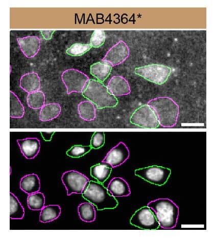 HCT 116 WT and Synaptotagmin-1 KO cells were labelled with a green or a far-red fluorescent dye, respectively. Cells were stained with Mouse Anti-Rat Synaptotagmin-1 Monoclonal Antibody (Catalog # MAB4364) followed by incubation with a goat anti-mouse Alexa-fluor 555 coupled secondary antibody (upper panel). DAPI-only counterstained cells shown on a lower panel. Acquisition of the blue (nucleus-DAPI), green (identification of WT cells), red (antibody staining) and far-red (identification of KO cells) channels was performed. Representative images of the blue and red (grayscale) channels are shown. WT and KO cells are outlined with green and magenta dashed line, respectively. Primary antibody concentration used: 1 µg/mL. Image, protocol and testing courtesy of YCharOS Inc. (ycharos.com).