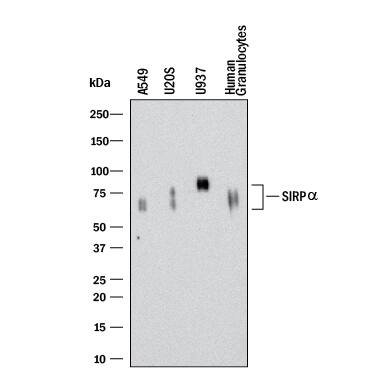 Western Blot SIRP alpha/CD172a Antibody (602411) [Unconjugated]