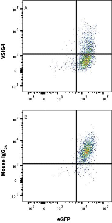 Recombinant Human Siglec-7/Fc protein (1138-SL) binds to HEK293 human embryonic kidney cell line transfected with recombinant human VSIG4 and eGFP. (A) Binding is completely blocked by 50 µg/mL of Mouse Anti-Human VSIG4 Monoclonal Antibody (Catalog # MAB46462) but not by (B) Mouse IgG2A Isotype Control (MAB003). Protein binding was detected with Mouse Anti-Human IgG Fc APC-conjugated Monoclonal Antibody (FAB110A). Staining was performed using our Staining Membrane-Associated Proteins protocol.