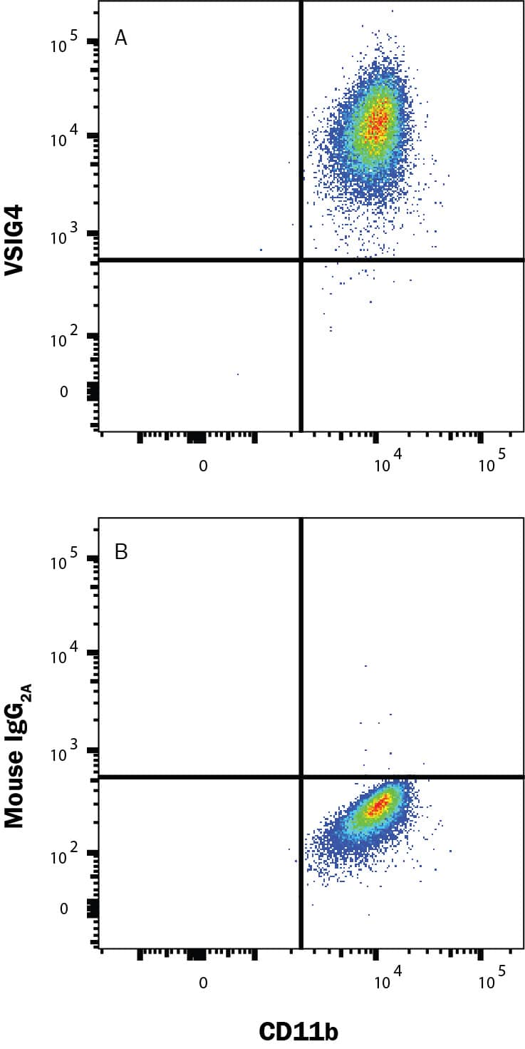 Human CD14+ monocytes were positively selected from PBMC (MAGH105) and cultured for 7 days with 10% Human AB serum, 50 ng/ml M-CSF (216-MC), and 10μM hydrocortisone (4093). Cells were harvested and stained with either (A) Mouse anti-Human VSIG4 (Catalog # MAB4646) or (B) Isotype control antibody (MAB003) followed by Allophycocyanin-conjugated anti-Mouse IgG Secondary Antibody (F0101B) and Mouse anti-Human CD11b Alexa Fluor® 488-conjugated Monoclonal Antibody (FAB16991G). Staining was performed using our Staining Membrane-Associated Proteins protocol.