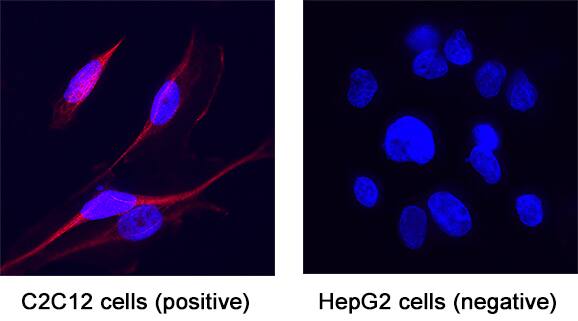 EphB2 was detected in immersion fixed C2C12 mouse myoblast cell line (positive staining) and HepG2 human hepatocellular carcinoma cell line using Rat Anti-Human/Mouse EphB2 Monoclonal Antibody (Catalog # MAB467) at 5 &micro;g/mL for 3 hours at room temperature. Cells were stained using the NorthernLights&trade; 557-conjugated Anti-Rat IgG Secondary Antibody (red; NL013) and counterstained with DAPI (blue). Specific staining was localized to cytoplasm. Staining was performed using our protocol for Fluorescent ICC Staining of Non-adherent Cells.