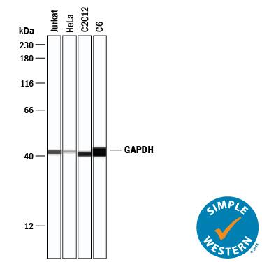 Simple Western lane view shows lysates of Jurkat human acute T cell leukemia cell line, HeLa human cervical epithelial carcinoma cell line, C2C12 mouse myoblast cell line, and C6 rat glioma cell line, loaded at 0.2 mg/mL. A specific band was detected for GAPDH at approximately 42 kDa (as indicated) using 1 µg/mL of Mouse Anti-Human/Mouse/Rat GAPDH Monoclonal Antibody (Catalog # MAB5718) . This experiment was conducted under reducing conditions and using the 12-230 kDa separation system.