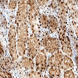 Immunohistochemistry NMNAT-1 Antibody (675112) [Unconjugated]