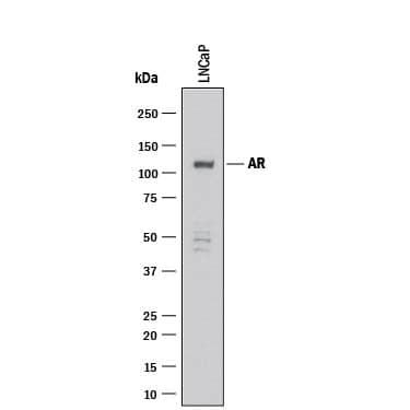 Western blot shows lysates of LNCaP human prostate cancer cell line. PVDF membrane was probed with 1 µg/mL of Rabbit Anti-Human Androgen R/NR3C4 Monoclonal Antibody (Catalog # MAB58763) followed by HRP-conjugated Anti-Rabbit IgG Secondary Antibody (HAF008). A specific band was detected for Androgen R/NR3C4 at approximately 110 kDa (as indicated). This experiment was conducted under reducing conditions and using Western Blot Buffer Group 1.