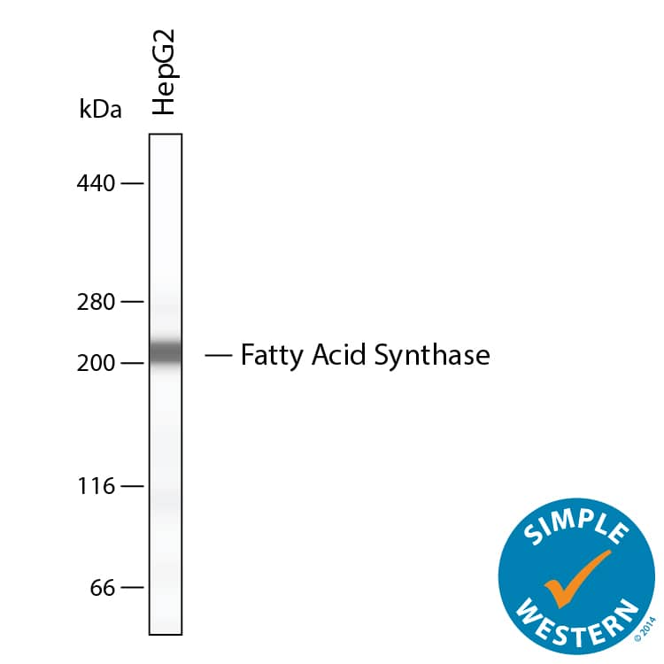 Simple Western shows lysates of HepG2 human hepatocellular carcinoma cell line, loaded at 0.5 mg/ml. A specific band was detected for Fatty Acid Synthase/FASN at approximately 213 kDa (as indicated) using 20 µg/mL of Mouse Anti-Human/Mouse Fatty Acid Synthase/FASN Monoclonal Antibody (Catalog # MAB5927). This experiment was conducted under reducing conditions and using the 66-440 kDa separation system.