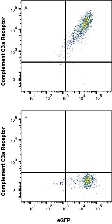 HEK293 human embryonic kidney cell line transfected with human C3aR and eGFP (A) vs irrelevant transfectant (B) were stained with Mouse Anti-Human Complement Component C3aR Monoclonal Antibody (Catalog # MAB5995) followed by Allophycocyanin-conjugated Anti-Mouse IgG Secondary Antibody (Catalog # F0101B). View our protocol for Staining Membrane-associated Proteins. 
