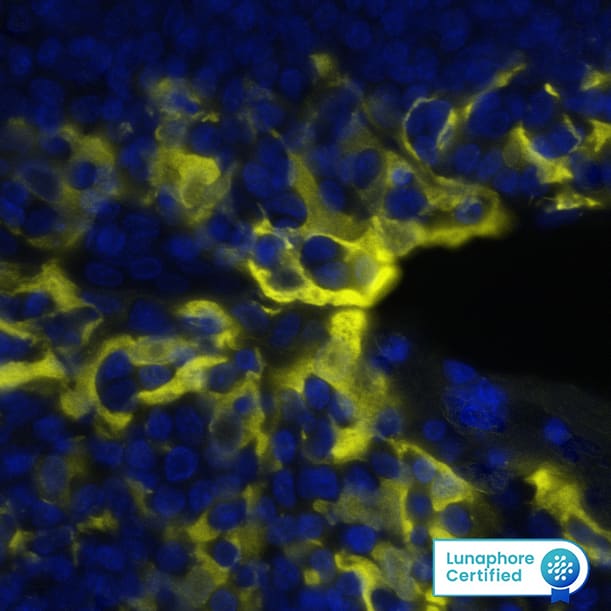 IDO1 was detected in immersion fixed paraffin-embedded sections of human Tonsil using Mouse Anti-Human IDO1, Monoclonal Antibody (Catalog # MAB60301) at 1ug/mL at 37 ° Celsius for 4 minutes. Before incubation with the primary antibody, tissue underwent an all-in-one dewaxing and antigen retrieval preprocessing using PreTreatment Module (PT Module) and Dewax and HIER Buffer H (pH 9; Epredia Catalog # TA-999-DHBH). Tissue was stained using the Alexa Fluor™ 555 Goat anti-Mouse IgG Secondary Antibody at 1:100 at 37 ° Celsius for 2 minutes. (Yellow; Lunaphore Catalog # DR555MS) and counterstained with DAPI (blue; Lunaphore Catalog # DR100). Specific staining was localized to the cytoplasm. Protocol available in COMET™ Panel Builder.