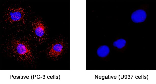 Frizzled‑8 was detected in immersion fixed PC‑3 human prostate cancer cell line (positive staining) and U937 human histiocytic lymphoma cell line (negative control) using Mouse Anti-Human Frizzled‑8 Monoclonal Antibody (Catalog # MAB6129) at 8 µg/mL for 3 hours at room temperature. Cells were stained using the NorthernLights™ 557-conjugated Anti-Mouse IgG Secondary Antibody (red; NL007) and counterstained with DAPI (blue). Specific staining was localized to cytoplasm. Staining was performed using our protocol for Fluorescent ICC Staining of Non-adherent Cells.
