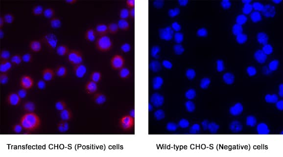 Immunocytochemistry CD39L2/ENTPD6 Antibody (774308) [Unconjugated]