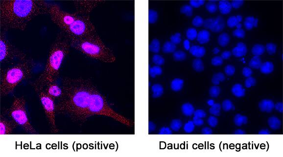 DNMT3A was detected in immersion fixed HeLa human cervical epithelial carcinoma cell line (positive staining) and Daudi human Burkitt's lymphoma cell line (negative staining) using Mouse Anti-Human DNMT3A Monoclonal Antibody (Catalog # MAB6315) at 15 &micro;g/mL for 3 hours at room temperature. Cells were stained using the NorthernLights&trade; 557-conjugated Anti-Mouse IgG Secondary Antibody (red; NL007) and counterstained with DAPI (blue). Specific staining was localized to cell nuclei. Staining was performed using our protocol for Fluorescent ICC Staining of Non-adherent Cells.
