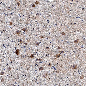 Immunohistochemistry VGF Antibody (619707) [Unconjugated]