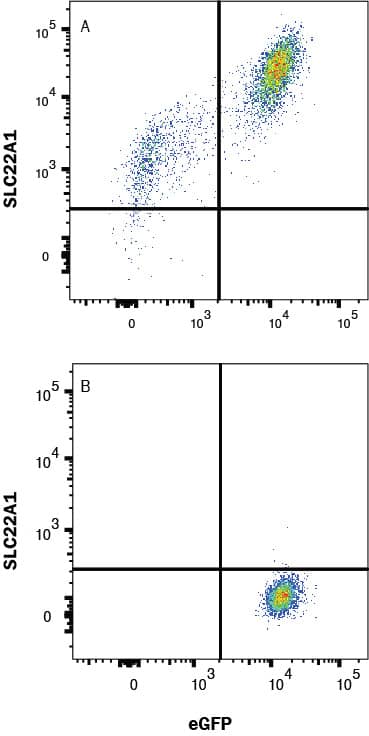 HEK293 human embryonic kidney cell line transfected with either (A) human SLC22A1 or (B) irrelevant protein and eGFP was stained with Mouse Anti-Human SLC22A1 Monoclonal Antibody (Catalog # MAB6469) followed by Allophycocyanin-conjugated Anti-Mouse IgG Secondary Antibody (F0101B). Quadrant markers were set based on Mouse IgG2A control antibody (IC003). Staining was performed using our Staining Membrane-associated Proteins protocol.