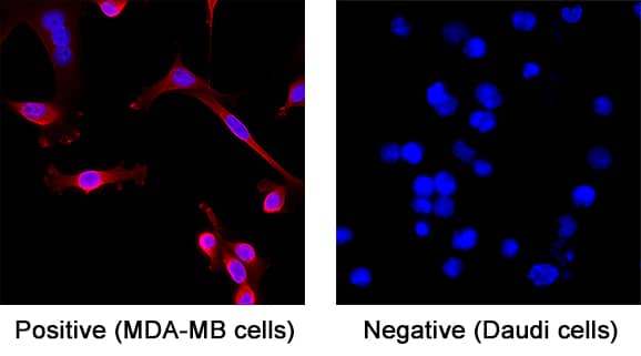 Plexin A1 was detected in immersion fixed MDA‑MB‑231 human breast cancer cell line (Positive) and absent in Daudi human Burkitt's lymphoma cell line (Negative) using Mouse Anti-Human Plexin A1 Monoclonal Antibody (Catalog # MAB65361) at 3 µg/ml for 3 hours at room temperature. Cells were stained using the NorthernLights™ 557-conjugated Anti-Mouse IgG Secondary Antibody (red; Catalog # NL007) and counterstained with DAPI (blue). Specific staining was localized to the cell surface. View our protocol for Fluorescent ICC Staining of Cells on Coverslips.
