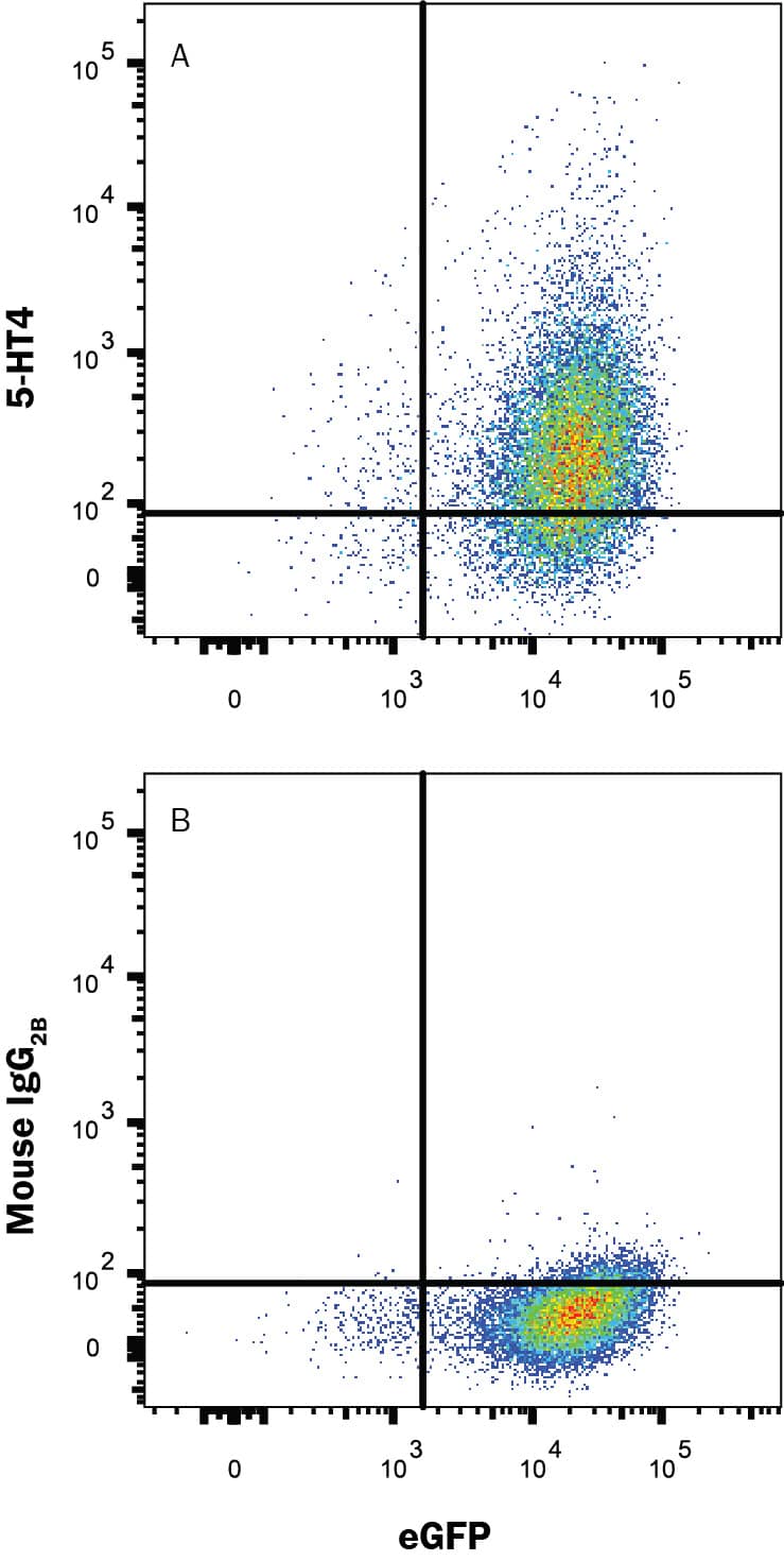 HEK293 human embryonic kidney cell line transfected with human 5-HT4 and eGFP was stained with (A) Mouse Anti-Human 5-HT4 Monoclonal Antibody (Catalog # MAB6545) or (B) Mouse IgG2B isotype control antibody (IC0041) followed by Allophycocyanin-conjugated Anti-Mouse IgG Secondary Antibody (F0101B). Staining was performed using our Staining Membrane-associated Proteins protocol.