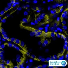 Multiplex Immunofluorescence SLC22A2/OCT2 Antibody (640438) [Unconjugated]