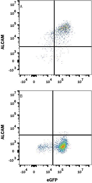 HEK293 human embryonic kidney cell line transfected with (A) human ALCAM or (B) irrelevant protein and eGFP was stained with Rabbit Anti-Human ALCAM Monoclonal Antibody (Catalog # MAB6563) followed by APC-conjugated Anti-Rabbit IgG Secondary Antibody (F0111). Quadrant markers were set based on control antibody staining (MAB1050). Staining was performed using our Staining Membrane-associated Proteins protocol.
