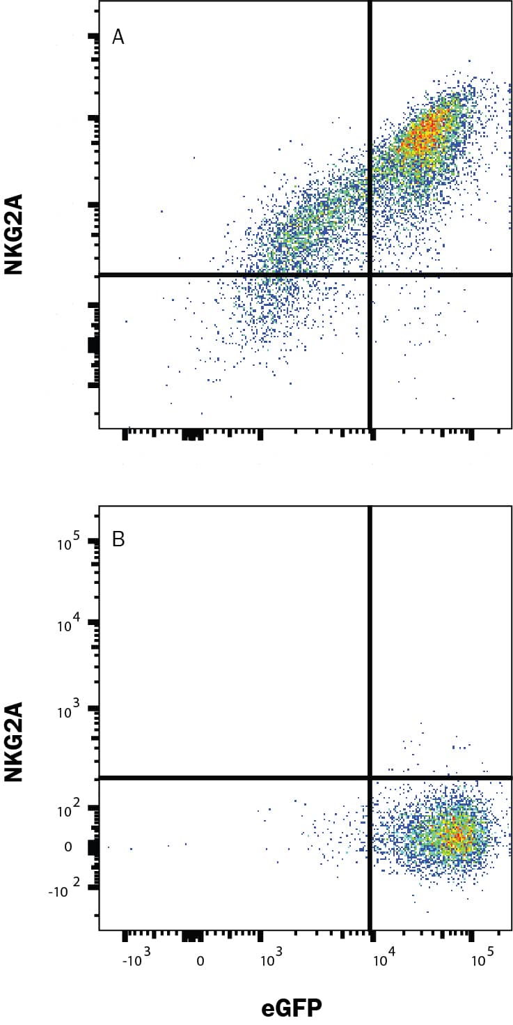 HEK293 human embryonic kidney cell line transfected with either (A) mouse NKG2A or (B) irrelevant protein, and eGFP, was stained with Rat anti-mouse NKG2A monoclonal antibody (Catalog # MAB6867) followed by Allophycocyanin-conjugated anti-Rat IgG Secondary Antibody (F0113). Quadrant markers were set based on control antibody staining (MAB0061, data not shown). Staining was performed using our Staining Membrane-Associated Proteins protocol.