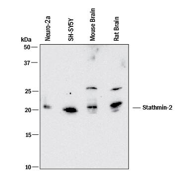 Western blot shows lysates of Neuro‑2A mouse neuroblastoma cell line, SH‑SY5Y human neuroblastoma cell line, Mouse Brain, and Rat Brain. PVDF membrane was probed with 0.2 µg/mL of Mouse Anti-Human/Mouse Stathmin‑2/STMN2 Monoclonal Antibody (Catalog # MAB6930) followed by HRP-conjugated Anti-Mouse IgG Secondary Antibody (HAF018). A specific band was detected for Stathmin‑2/STMN2 at approximately 21-23 kDa (as indicated). This experiment was conducted under reducing conditions and using Western Blot Buffer Group 1.