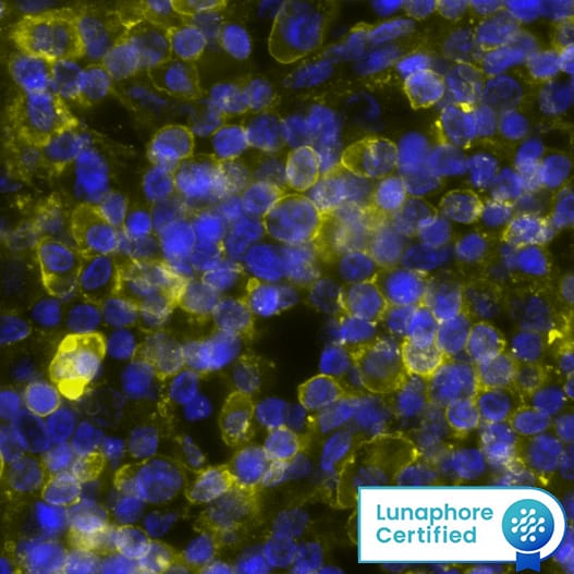 CD44 was detected in immersion fixed paraffin-embedded sections of human Lymph Node using Mouse Anti-Human CD44, Monoclonal Antibody (Catalog # MAB7045) at 1ug/mL at 37 ° Celsius for 4 minutes. Before incubation with the primary antibody, tissue underwent an all-in-one dewaxing and antigen retrieval preprocessing using PreTreatment Module (PT Module) and Dewax and HIER Buffer H (pH 9; Epredia Catalog # TA-999-DHBH). Tissue was stained using the Alexa Fluor™ 647 Goat anti-Mouse IgG Secondary Antibody at 1:200 at 37 ° Celsius for 2 minutes. (Yellow; Lunaphore Catalog # DR647MS) and counterstained with DAPI (blue; Lunaphore Catalog # DR100). Specific staining was localized to the membrane. Protocol available in COMET™ Panel Builder.​