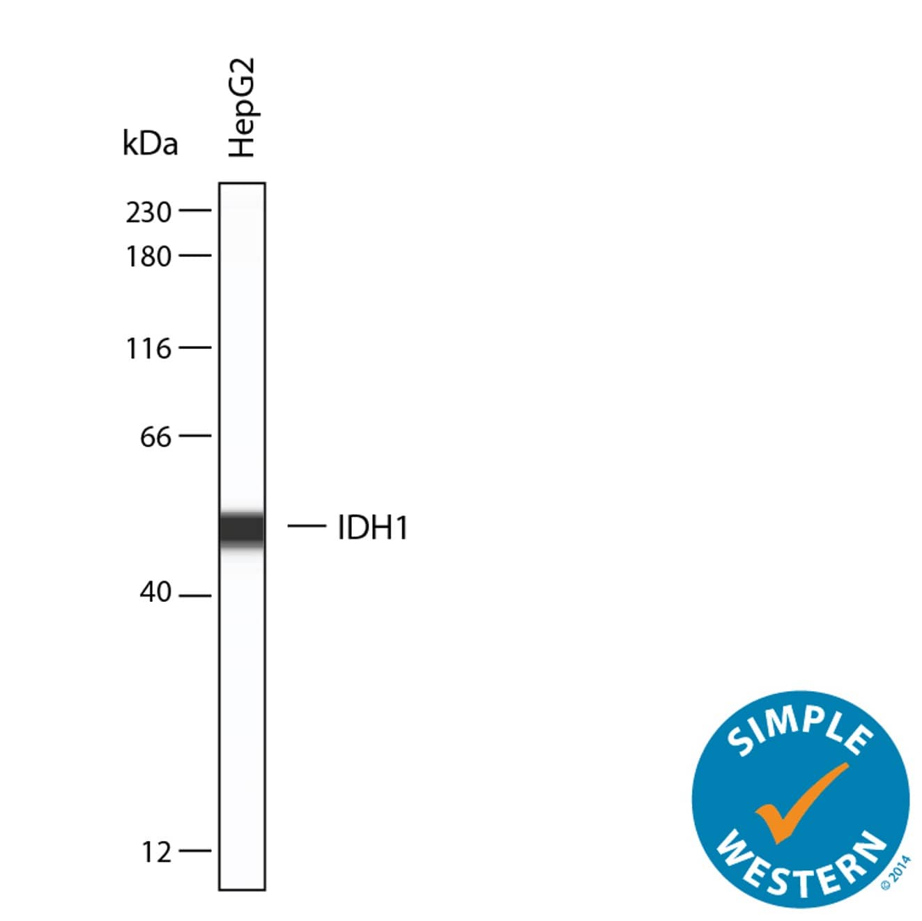 Simple Western lane view shows lysates of HepG2 human hepatocellular carcinoma cell line, loaded at 0.2 mg/mL. A specific band was detected for Isocitrate Dehydrogenase 1/IDH1 at approximately 51 kDa (as indicated) using 10 µg/mL of Mouse Anti-Human Isocitrate Dehydrogenase 1/IDH1 Monoclonal Antibody (Catalog # MAB7049) . This experiment was conducted under reducing conditions and using the 12-230 kDa separation system.