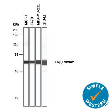 Simple Western lane view shows lysates of MCF‑7 human breast cancer cell line, T47D human breast cancer cell line, MDA‑MB‑231 human breast cancer cell line, and 3T3‑L1 mouse embryonic fibroblast adipose-like cell line, loaded at 0.2 mg/mL. A specific band was detected for ER beta /NR3A2 at approximately 54 kDa (as indicated) using 50 µg/mL of Mouse Anti-Human ER beta /NR3A2 Monoclonal Antibody (Catalog # MAB7106) . This experiment was conducted under reducing conditions and using the 12-230 kDa separation system.