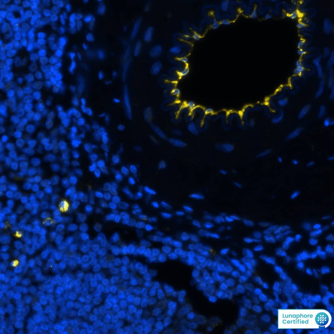 CD34 was detected in immersion fixed paraffin-embedded sections of human tonsil using Mouse Anti-Human CD34 Monoclonal Antibody (Catalog # MAB72273) at 15ug/mL at 37° Celsius for 8 minutes. Before incubation with the primary antibody, tissue underwent an all-in-one dewaxing and antigen retrieval preprocessing using PreTreatment Module (PT Module) and Dewax and HIER Buffer H (pH 9). Tissue was stained using the Alexa Fluor™ 647 Goat anti-Mouse IgG Secondary Antibody at 1:200 at 37 ° Celsius for 2 minutes. (Yellow; Lunaphore Catalog # DR647MS) and counterstained with DAPI (blue; Lunaphore Catalog # DR100). Specific staining was localized to the membrane. Protocol available in COMET™ Panel Builder.​