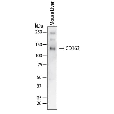 Western Blot shows lysates of mouse liver. PVDF membrane was probed with 2 µg/ml of Rat Anti-Mouse CD163 Monoclonal Antibody (Catalog # MAB7435) followed by HRP-conjugated Anti-Rat IgG Secondary Antibody (Catalog # HAF005). A specific band was detected for CD163 at approximately 140 kDa (as indicated).  This experiment was conducted under non-reducing conditions and using Western Blot Buffer Group 1.