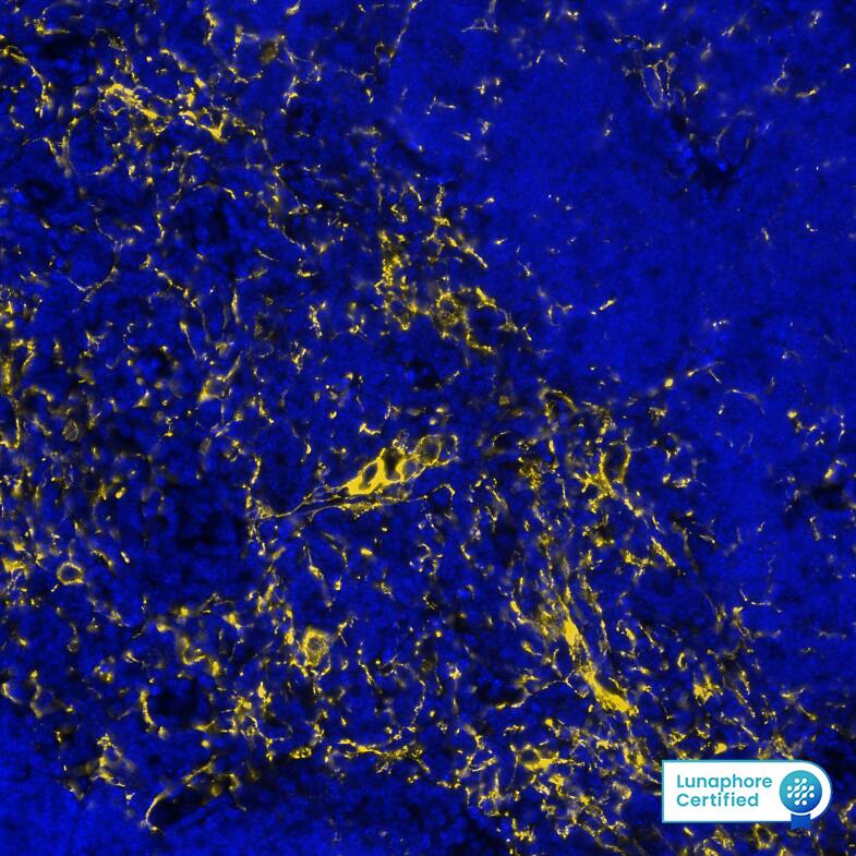 E-Cadherin was detected in immersion fixed paraffin-embedded sections of mouse Thymus using Rat Anti-Mouse E-Cadherin Monoclonal Antibody (Catalog # MAB7481) at 1ug at 37° Celsius for 4 minutes. Before incubation with the primary antibody, tissue underwent an all-in-one dewaxing and antigen retrieval preprocessing using PreTreatment Module (PT Module) and Dewax and HIER Buffer H (pH 9; Epredia Catalog # TA-999-DHBH). Tissue was stained using the Alexa Fluor™ 647 Goat anti-Rat IgG Secondary Antibody at 1:200 at 37 ° Celsius for 2 minutes. (Yellow; Lunaphore Catalog # DR647RT) and counterstained with DAPI (blue; Lunaphore Catalog # DR100). Specific staining was localized to the cell membrane. Protocol available in COMET™ Panel Builder.