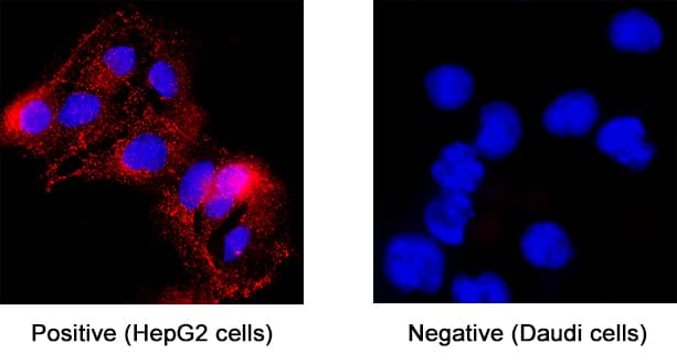 FGFR3 was detected in immersion fixed HepG2 human hepatocellular carcinoma cell line (positive staining) and Daudi human Burkitt's lymphoma cell line (negative staining) using Mouse Anti-Human FGFR3 (IIIc) Monoclonal Antibody (Catalog # MAB7662) at 25 &micro;g/mL for 3 hours at room temperature. Cells were stained using the NorthernLights&trade; 557-conjugated Anti-Mouse IgG Secondary Antibody (red; NL007) and counterstained with DAPI (blue). Specific staining was localized to cytoplasm. Staining was performed using our protocol for Fluorescent ICC Staining of Non-adherent Cells.