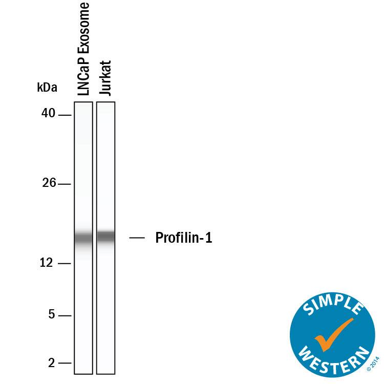 Simple Western shows lysates of Exosome Standards (LNCaP) (NBP3-11687) and Jurkat human acute T cell leukemia cell line, loaded at 0.5 mg/ml. A specific band was detected for Profilin 1 at approximately 17 kDa (as indicated) using 20 µg/mL of Mouse Anti-Human Profilin 1 Monoclonal Antibody (Catalog # MAB7779). This experiment was conducted under reducing conditions and using the 2-40kDa separation system.