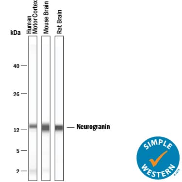 Simple Western lane view shows lysates of human brain (motor cortex), mouse brain, and rat brain, loaded at 0.2 mg/mL. A specific band was detected for Neurogranin at approximately 12 kDa (as indicated) using 10 µg/mL of Mouse Anti-Human Neurogranin Monoclonal Antibody (Catalog # MAB79471) . This experiment was conducted under reducing conditions and using the 2-40 kDa separation system.