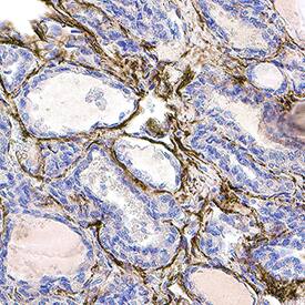 Immunohistochemistry Nephronectin Antibody (859326) [Unconjugated]