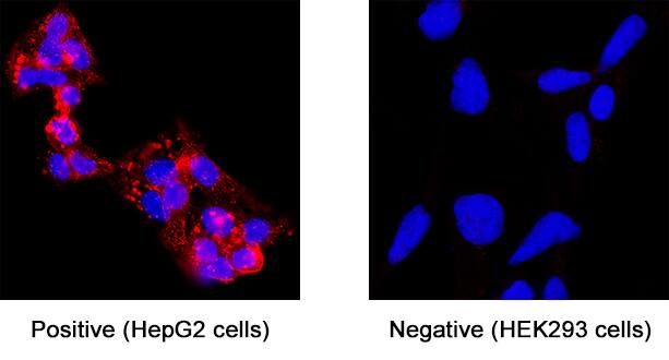 TM4SF1/L6 was detected in immersion fixed HepG2 human hepatocellular carcinoma cell line (positive staining) and HEK293 human embryonic kidney cell line (negative control) using Mouse Anti-Human TM4SF1/L6 Monoclonal Antibody (Catalog # MAB8164) at 8 &micro;g/mL for 3 hours at room temperature. Cells were stained using the NorthernLights&trade; 557-conjugated Anti-Mouse IgG Secondary Antibody (red; NL007) and counterstained with DAPI (blue). Specific staining was localized to cell membrane and cytoplasm. Staining was performed using our protocol for Fluorescent ICC Staining of Non-adherent Cells.