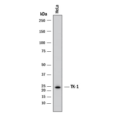 Western Blot Thymidine Kinase 1 Antibody (2627A) [Unconjugated]