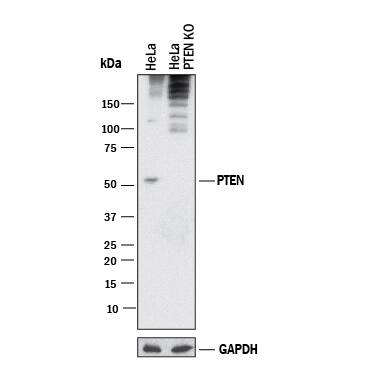 <b>Genetic Strategies Validation. </b>Western blot shows lysates of HeLa human cervical epithelial carcinoma parental cell line and PTEN knockout HeLa cell line (KO). PVDF membrane was probed with 2 µg/mL of Mouse Anti-Human/Mouse PTEN Monoclonal Antibody (Catalog # MAB847) followed by HRP-conjugated Anti-Mouse IgG Secondary Antibody (HAF018). A specific band was detected for PTEN at approximately 55 kDa (as indicated) in the parental HeLa cell line, but is not detectable in knockout HeLa cell line. GAPDH (MAB5718) is shown as a loading control. This experiment was conducted under reducing conditions and using Western Blot Buffer Group 1.