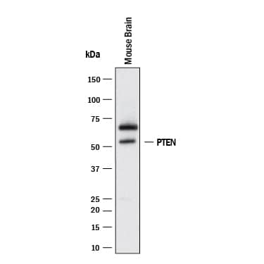 Western blot shows lysates of mouse brain tissue. PVDF membrane was probed with 2 µg/mL of Mouse Anti-Human/Mouse PTEN Monoclonal Antibody (Catalog # MAB847) followed by HRP-conjugated Anti-Mouse IgG Secondary Antibody (HAF018). A specific band was detected for PTEN at approximately 54 kDa (as indicated). This experiment was conducted under reducing conditions and using Western Blot Buffer Group 1.**For Western blot, we recommend the use of Rabbit Anti-Human/Mouse/Rat PTEN Affinitiy-purified Polyclonal Ab (AF847).