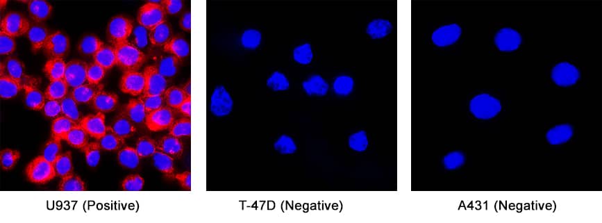 AICL/CLEC-2B was detected in 10% Formalin fixed U937 human histiocytic lymphoma cell line (Positive), absent in T47D human breast cancer cell line (Negative) and absent in A431 human epithelial carcinoma cell line (Negative) using Mouse Anti-Human AICL/CLEC-2B Monoclonal Antibody (Catalog # MAB90591) at 8 µg/ml for 3 hours at room temperature. Cells were stained using the NorthernLights™ 557-conjugated Anti-Mouse IgG Secondary Antibody (red; Catalog # NL007) and counterstained with DAPI (blue). Specific staining was localized to the membrane. View our protocol for Fluorescent ICC Staining of Non-adherent Cells.