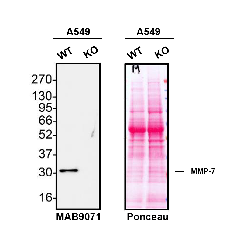 <b>Genetic Strategies Validation. </b>Western blot shows lysates of A549 human lung carcinoma parental cell line and MMP‑7 knockout A549 cell line (KO). Nitrocellulose membrane was probed with Mouse Anti-Human MMP‑7 Monoclonal Antibody (Catalog # MAB9071) followed by HRP-conjugated secondary antibody. A specific band was detected for MMP‑7 at approximately 29.7 kDa (as indicated) in the parental A549 cell line, but is not detectable in knockout A549 cell line. Primary antibody dilution used: 1 μg/ml. The Ponceau stained transfer of the blot is shown. This experiment was conducted under reducing conditions. Image, protocol, and testing courtesy of YCharOS Inc. See ycharos.com for additional details.