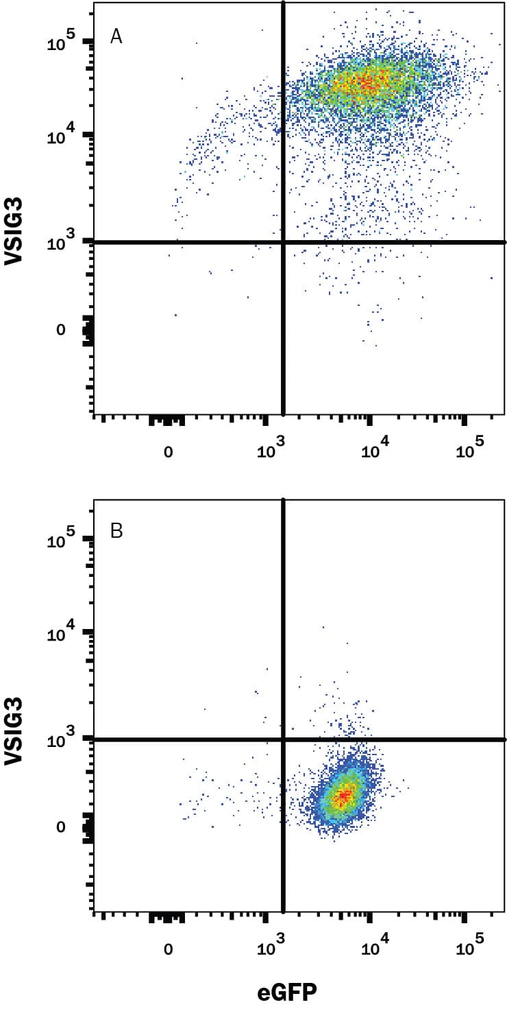 HEK293 human embryonic kidney cell line transfected with either (A) human VSIG3 or (B) irrelevant protein, and eGFP, was stained with Mouse anti-Human VSIG3 monoclonal antibody (Catalog # MAB92293) followed by Allophycocyanin-conjugated anti-Mouse IgG Secondary Antibody (F0101B). Quadrant markers were set based on isotype control antibody staining (MAB0041, data not shown). Staining was performed using our Staining Membrane-Associated Proteins protocol.