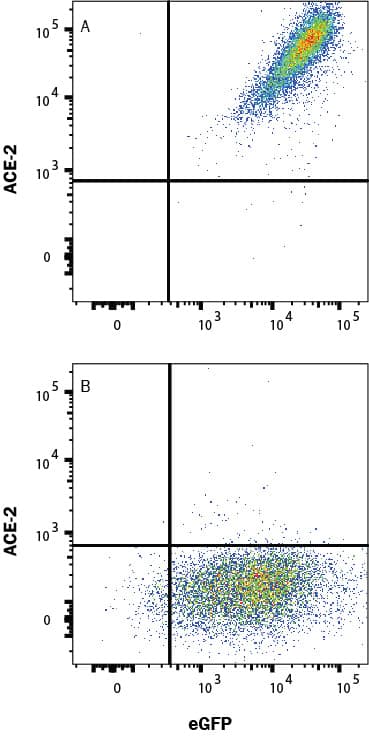 HEK293 human embryonic kidney cell line transfected with (A) human ACE-2 or (B) irrelevant protein, and eGFP was stained with Mouse Anti-Human ACE-2 Monoclonal Antibody (Catalog # MAB9332) followed by Allophycocyanin-conjugated Anti-Mouse IgG Secondary Antibody (F0101B). Quadrant markers were set based on Mouse IgG2A Isotype Control (MAB003). Staining was performed using our Staining Membrane-associated Proteins protocol.
