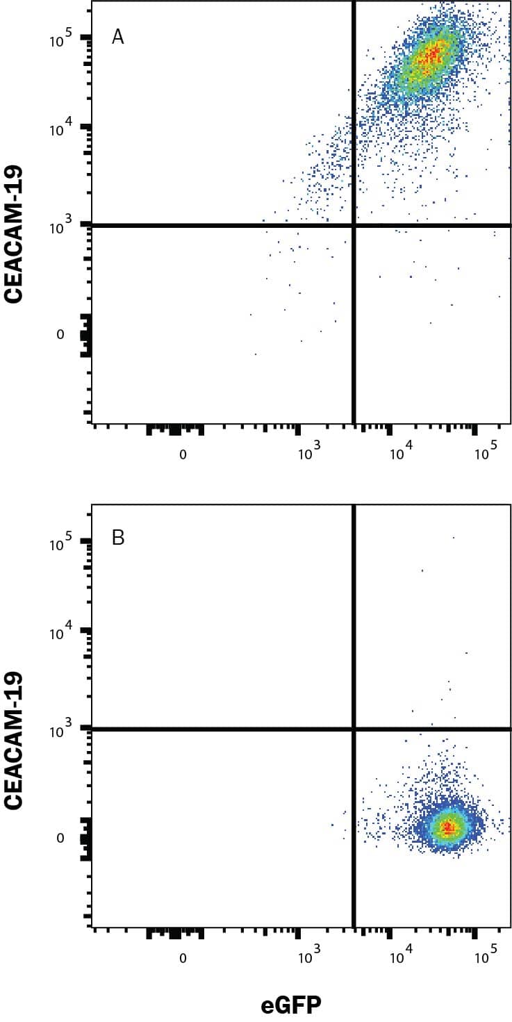 HEK293 human embryonic kidney cell line transfected with (A) human CEACAM-19 or (B) irrelevant protein, and eGFP was stained with Mouse Anti-Human CEACAM-19 Monoclonal Antibody (Catalog # MAB93971) followed by Allophycocyanin-conjugated Anti-Mouse IgG Secondary Antibody (F0101B). Quadrant markers were set based on Mouse IgG1 Isotype Control (MAB002). Staining was performed using our Staining Membrane-associated Proteins protocol.