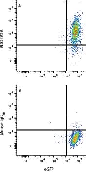 HEK293 cells transfected with Human ADORA-2A and eGFP were stained with eGFP and either (A) Mouse Anti-Human Adenosine A2aR/A2bR Monoclonal Antibody (Catalog # MAB94973) or (B) Mouse IgG2B Isotype Control (Catalog # MAB004) followed by Allophycocyanin-conjugated Anti-Mouse IgG Secondary Antibody (Catalog # F0101B). View our protocol for Staining Membrane-associated Proteins.