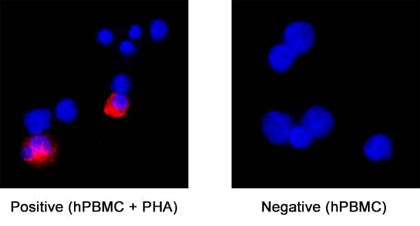 IL‑6 was detected in immersion fixed human peripheral blood mononuclear cells (PBMCs) treated with PHA (positive staining) and untreated PBMCs (negative control) using Rabbit Anti-Human IL‑6 Monoclonal Antibody (Catalog # MAB95402) at 8 µg/mL for 3 hours at room temperature. Cells were stained using the NorthernLights™ 557-conjugated Anti-Rabbit IgG Secondary Antibody (red; NL004) and counterstained with DAPI (blue). Specific staining was localized to cell cytoplasm. Staining was performed using our protocol for Fluorescent ICC Staining of Non-adherent Cells.
