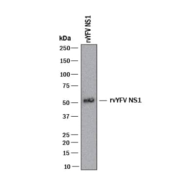 Western Blot Yellow Fever Virus NS1 Antibody (994706) [Unconjugated]