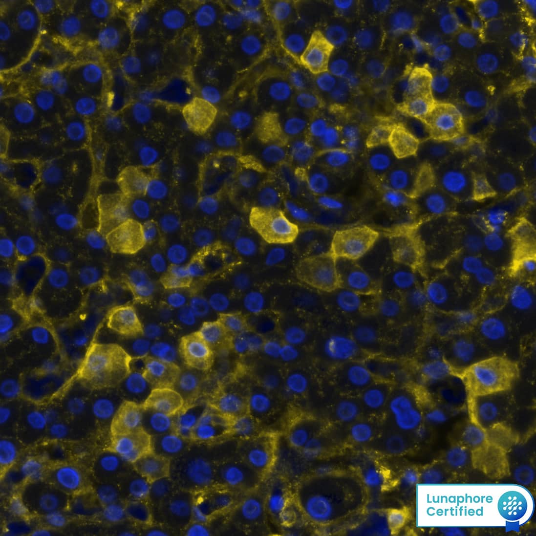 Multiplex Immunofluorescence Fibrinopeptide A Antibody (949330) [Unconjugated]