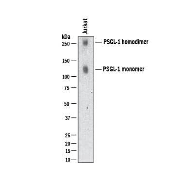 Western Blot PSGL-1/CD162 Antibody (688124) [Unconjugated]